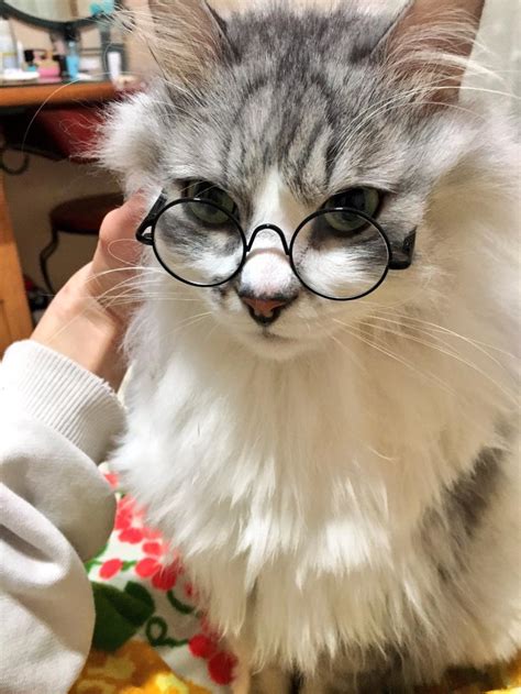 안경 쓴 고양이